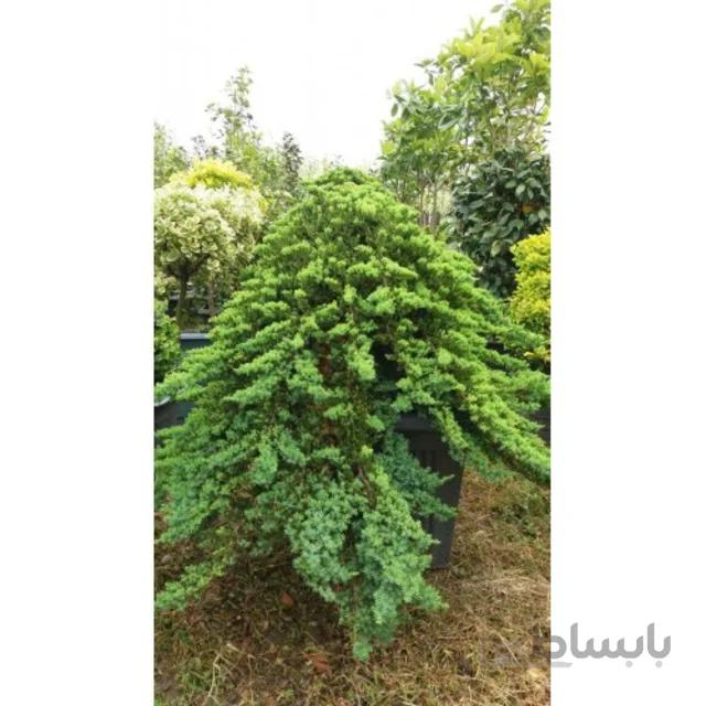 ژونی پروس ستاره ای در گلدان سایز 60 ارتفاع 1.5 متر
