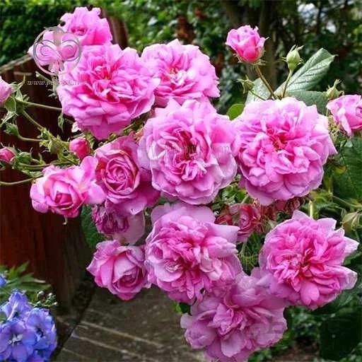 بذر گل محمدی