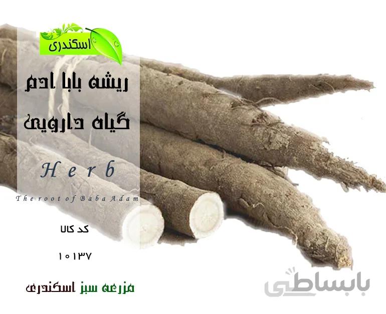 گیاه ریشه بابا ادم