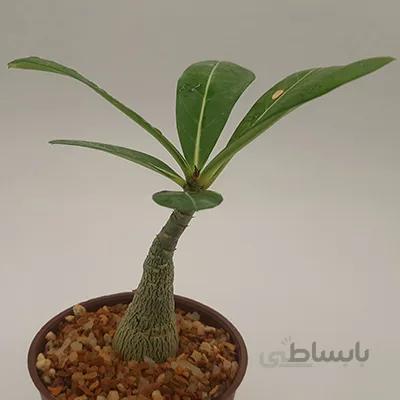 آدنیوم اوبسیوم تنه دار