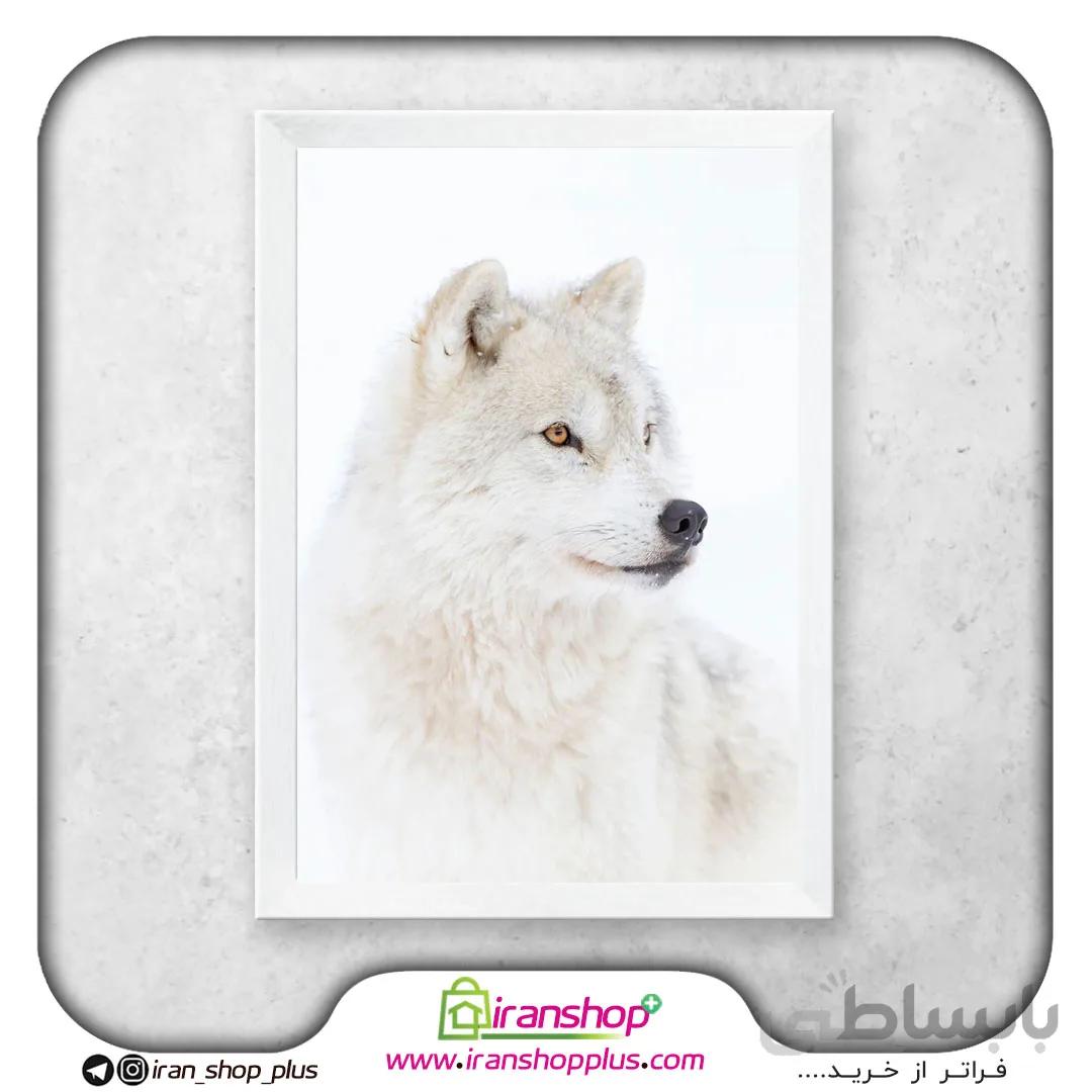 تابلو پوستر گرگ قطب شمال Arctic Wolf Poster