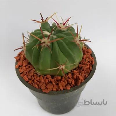 کاکتوس لاتیس پینوس خار سرخ