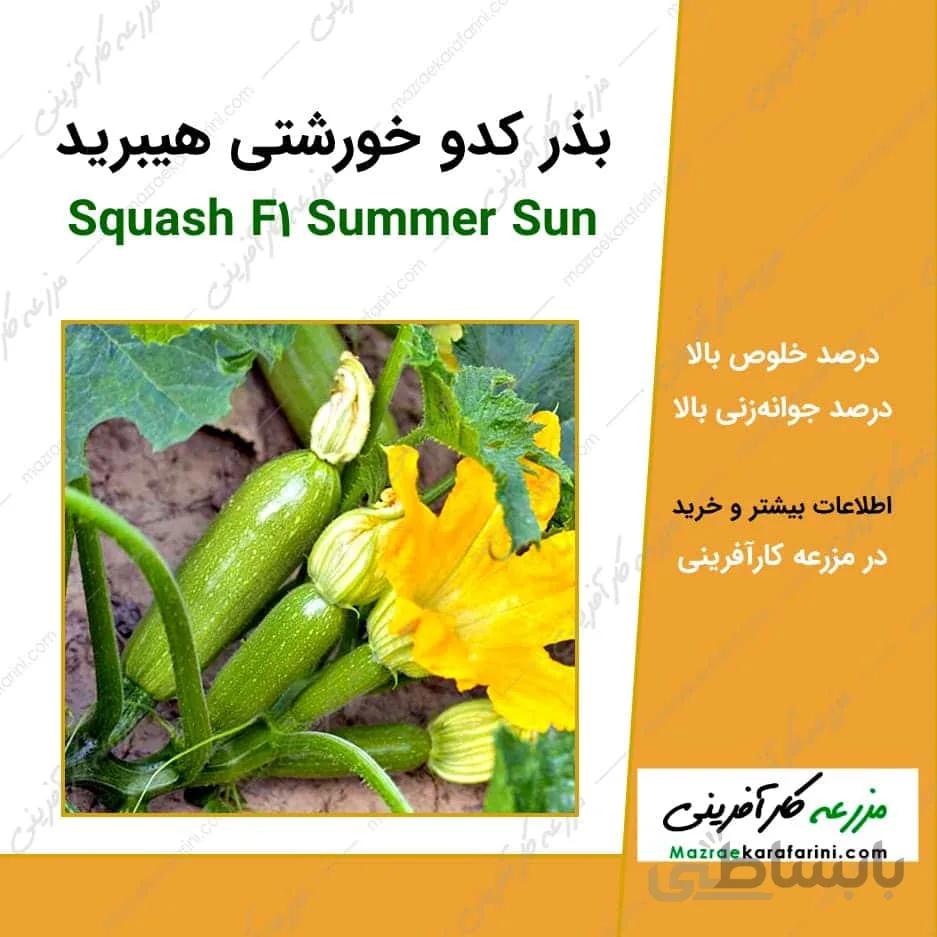 بذر کدو خورشتی هیبرید (کدو سبز)