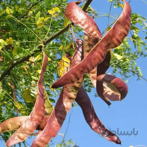 بذر لیلکی جنگلی