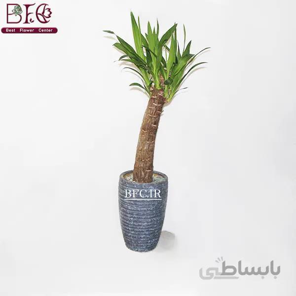 گیاه آپارتمانی یوکا