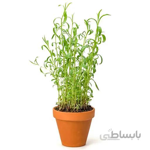 بذر ترخون روسی