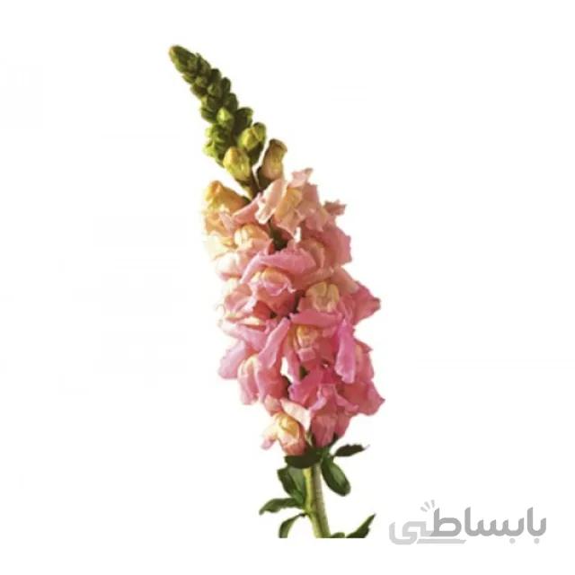 بذر گل میمون