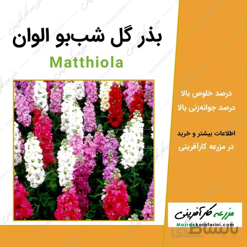 بذر گل شب بو الوان