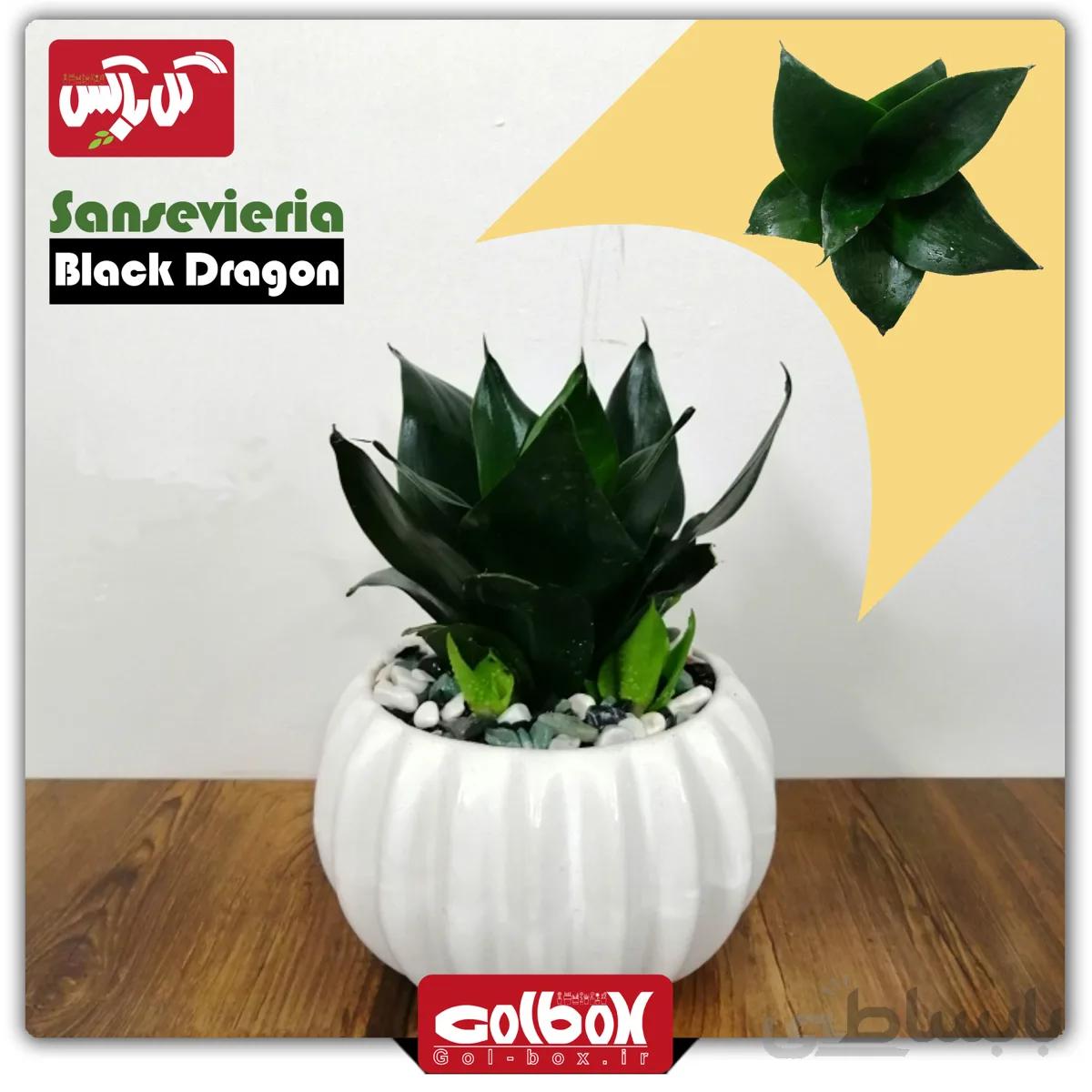 سانسوریا بلک دراگون (مینیاتوری)