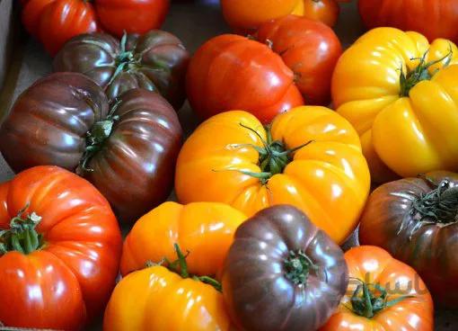 بذر گوجه فرنگی درشت میکس رنگارنگ آمریکایی بسته 50 عددی