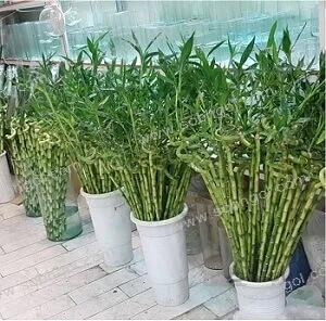 بامبو ابلق B05