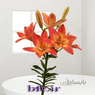 لیلیوم شاخه بریده