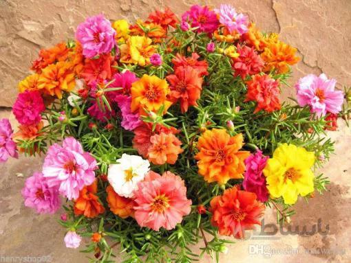 بذر گل ناز آفتابی رنگارنگ بسته 250 عددی