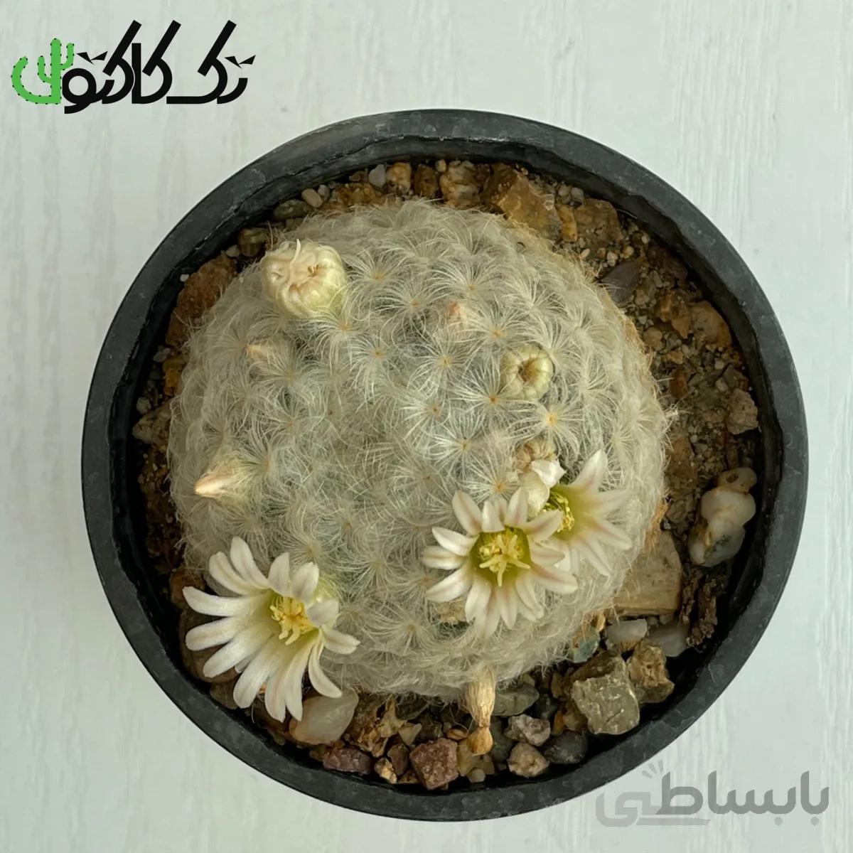 کاکتوس مامیلاریا پلاموزا CMP000729