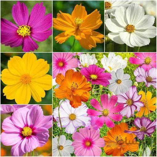 بذر گل ستاره ای رنگارنگ پرگل ایتالیایی بسته 50 عددی