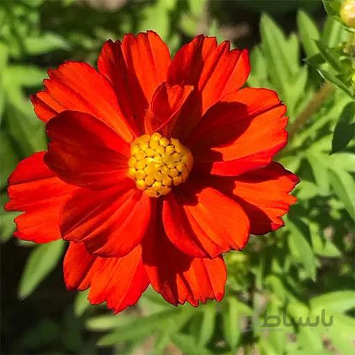 بذر گل ستاره ای قرمز