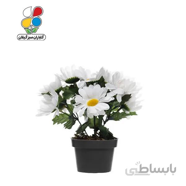 بذر گل مارگریت بسته 3 عددی مدل GPSF7L