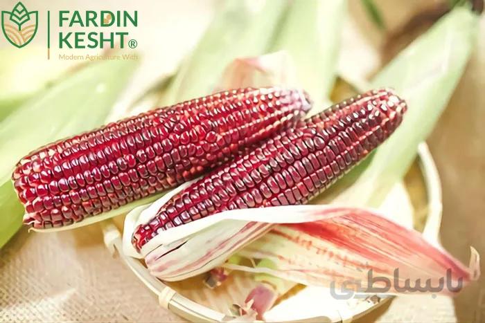 بذر ذرت یاقوت قرمز آمریکایی بسته 10 عددی