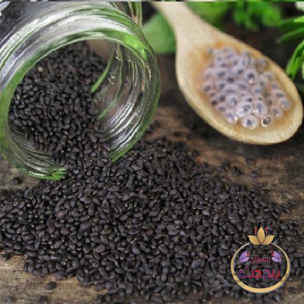 تخم شربتی رضوان بیدخت 10 کیلوگرم
