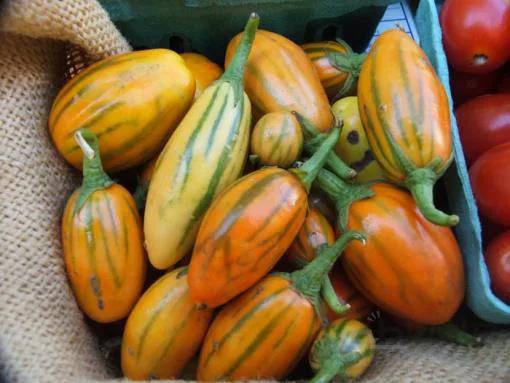 بذر بادمجان توگا مکزیکی بسته 20 عددی