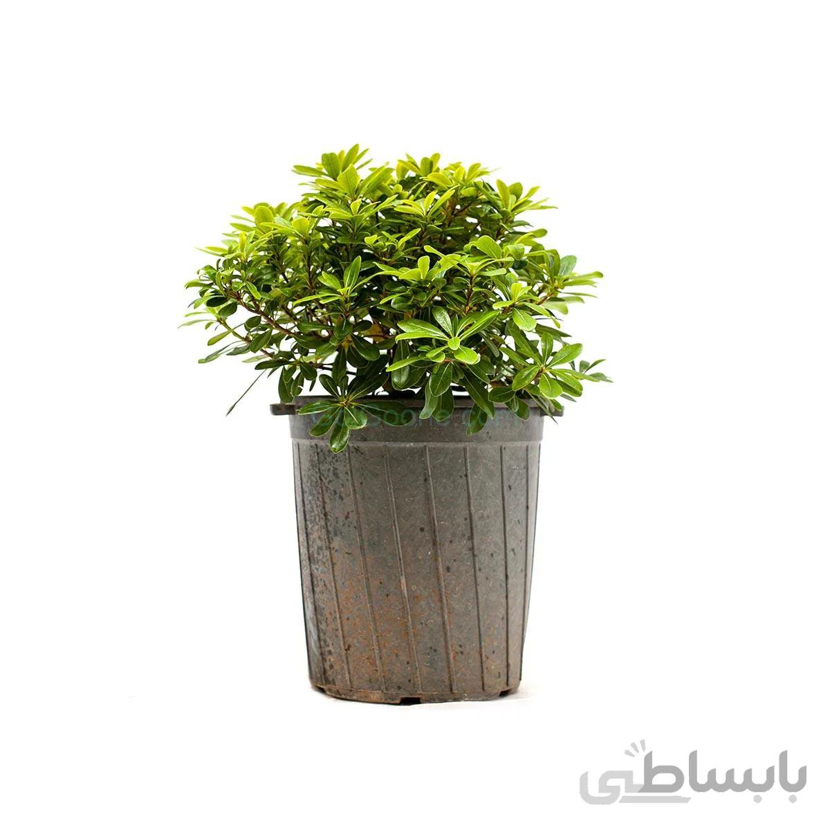 درختچه پتوس پروم یا میخک هندی | سایز بزرگ