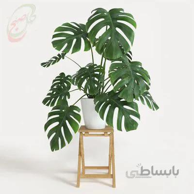خرید گل آنلاین – برگ انجیری مونسترا با پایه چوبی ( ارسال گل رایگان )