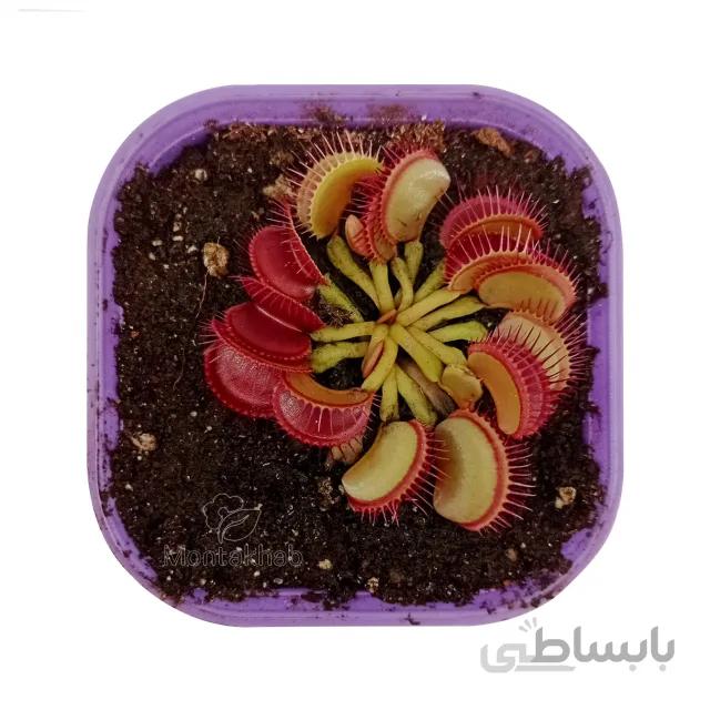 ونوس گوشت خوار سایز متوسط