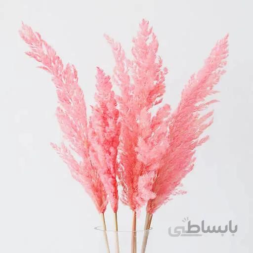 بذر پامپاس گراس صورتی