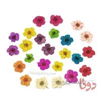گل خشک زیرکاشت