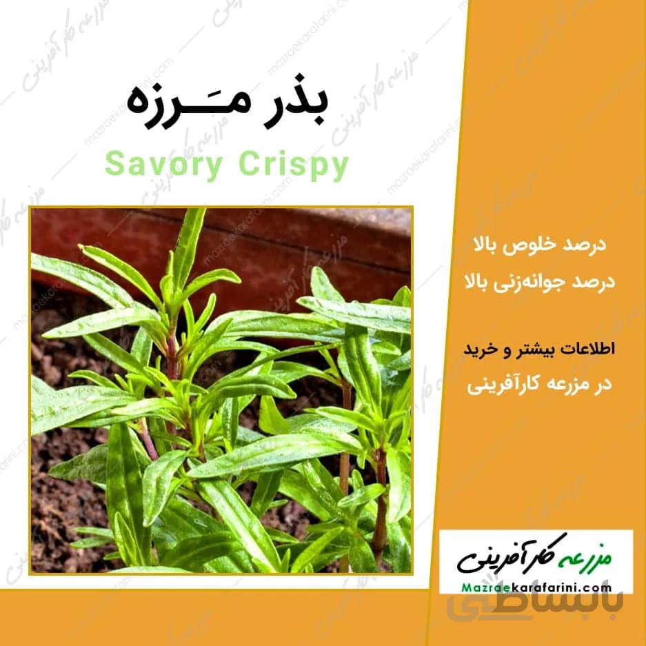 بذر مرزه کد 790840