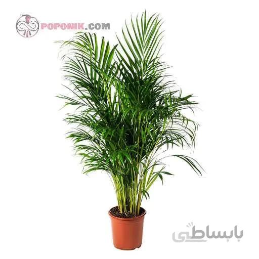 بذر نخل هندی