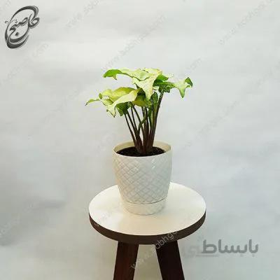 سفارش گل آنلاین – سینگونیوم طرح S-050