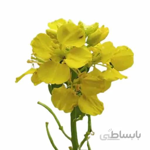 بذر خردل زراعی