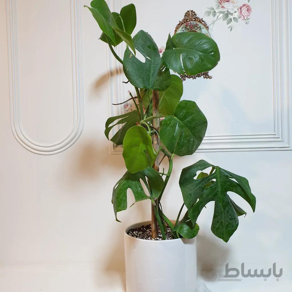 برگ انجیری