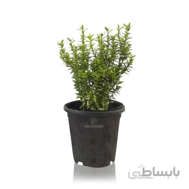 گیاه فضای باز شمشاد نعنایی ابلق ارتفاع 30 سانتی متر