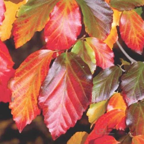 بذر درخت انجیلی
