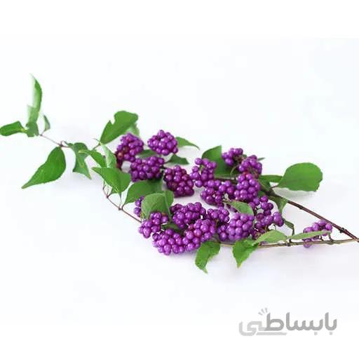 بذر بیوتی بری