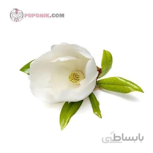 بذر درخت مگنولیا سفید