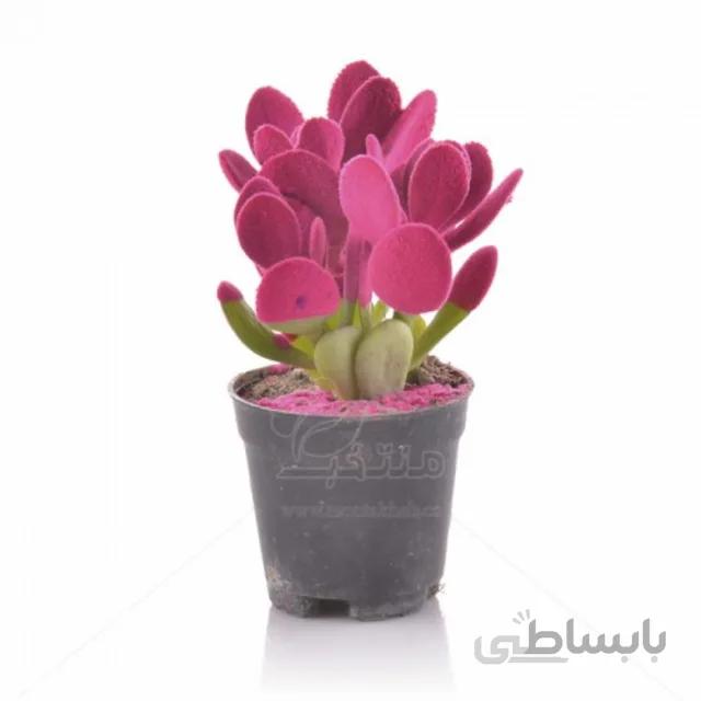 گیاه آپارتمانی کراسولا آواتا مخملی ارتفاع 18سانتیمتر
