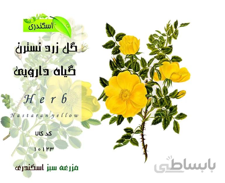 گل زرد نسترن