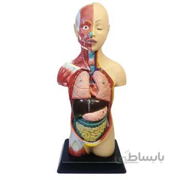 مولاژ نیم تنه انسان (با نمایش ماهیچه) ۱/۴ اندازه طبیعی