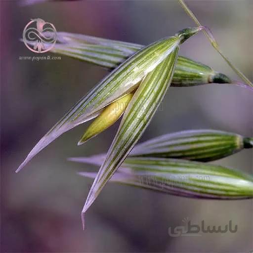 بذر جو دوسر زراعی
