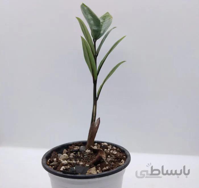 پکیج هدیه شماره ۹