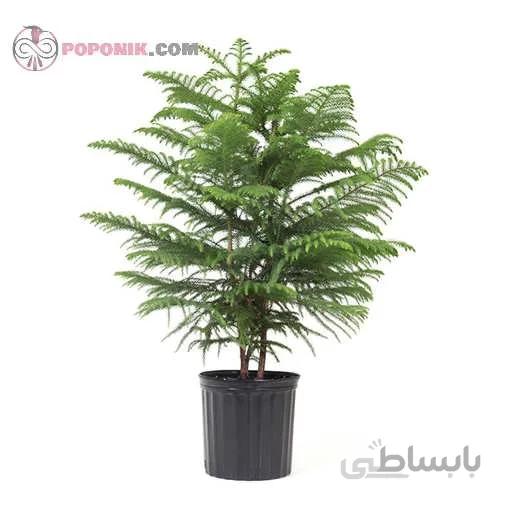 بذر کاج مطبق