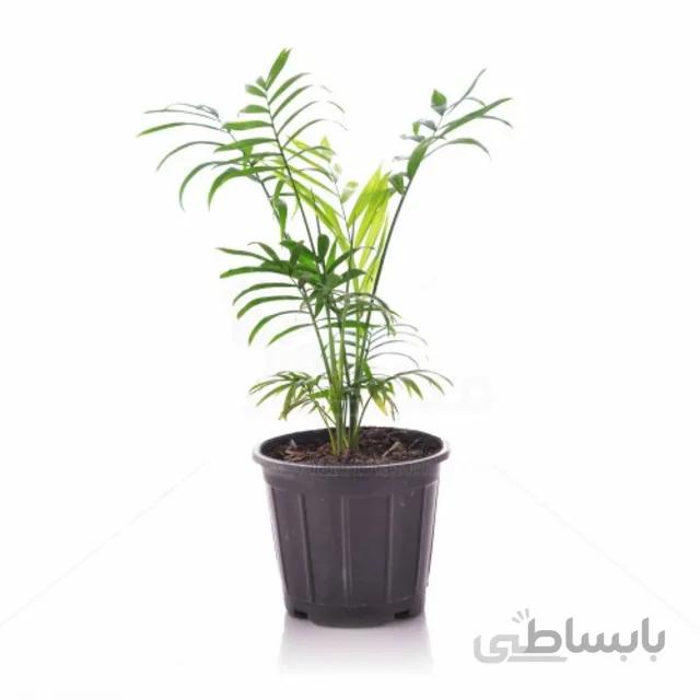 گیاه آپارتمانی نخل شامادورا ارتفاع 50 سانتیمتر
