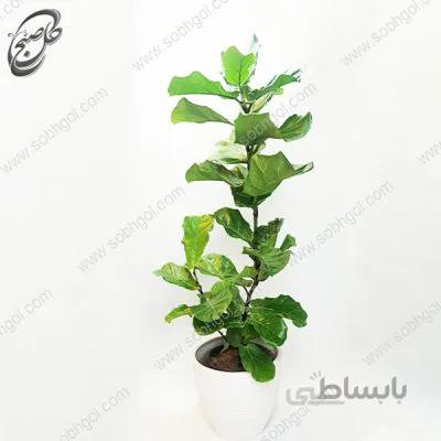 سفارش گل آنلاین – فیکوس لیراتا (آفریقایی) طرح F-037