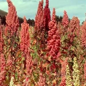 بذر کینوا ا Quinoa