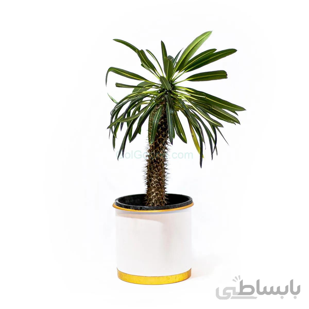گیاه نخل ماداگاسکار | سایز متوسط
