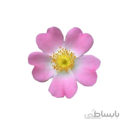 بذر نسترن