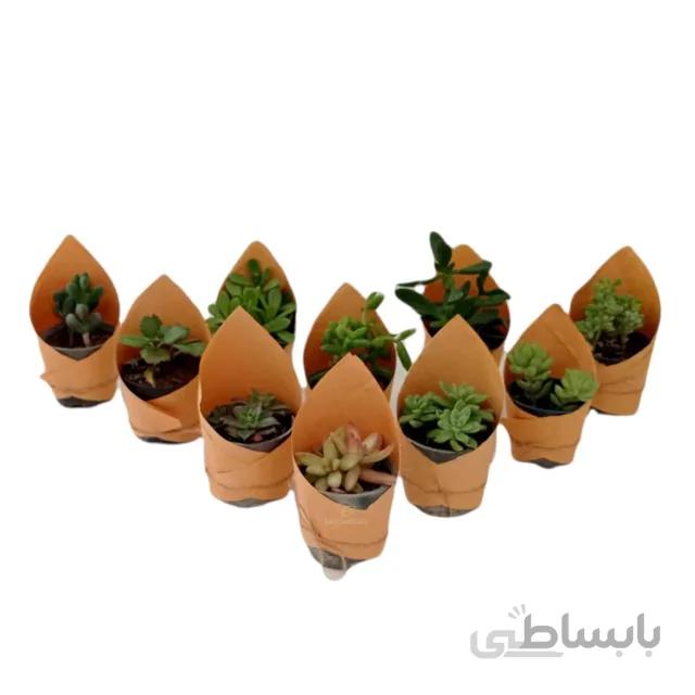 پک چندتایی ساکولنت سایز 8 (الوان)